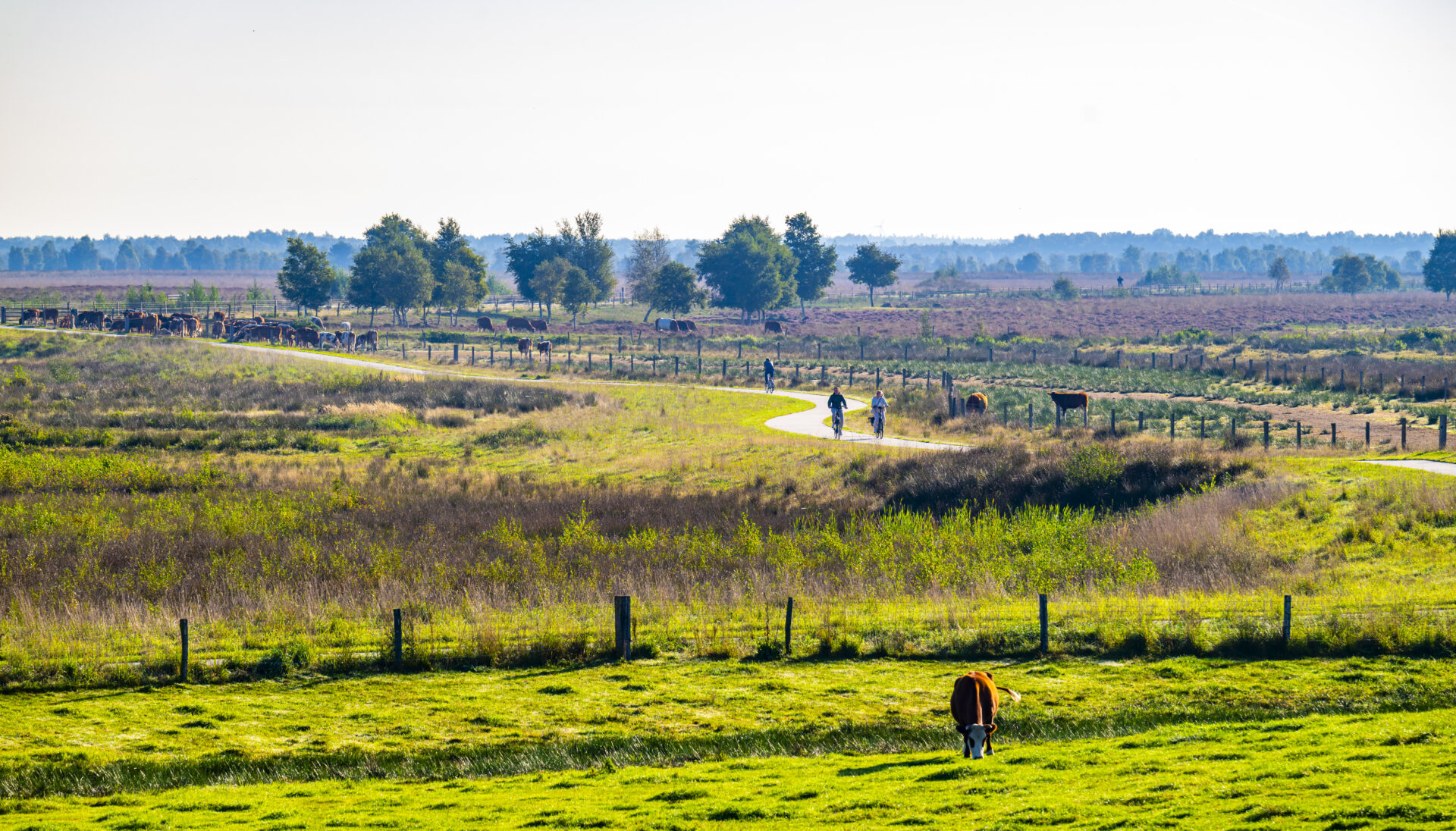 Sfeerafbeelding Bargerveen