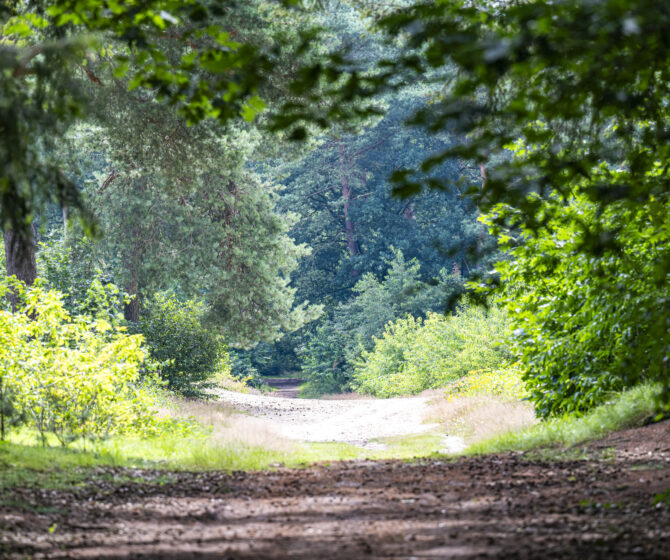 Sfeerafbeelding Bos