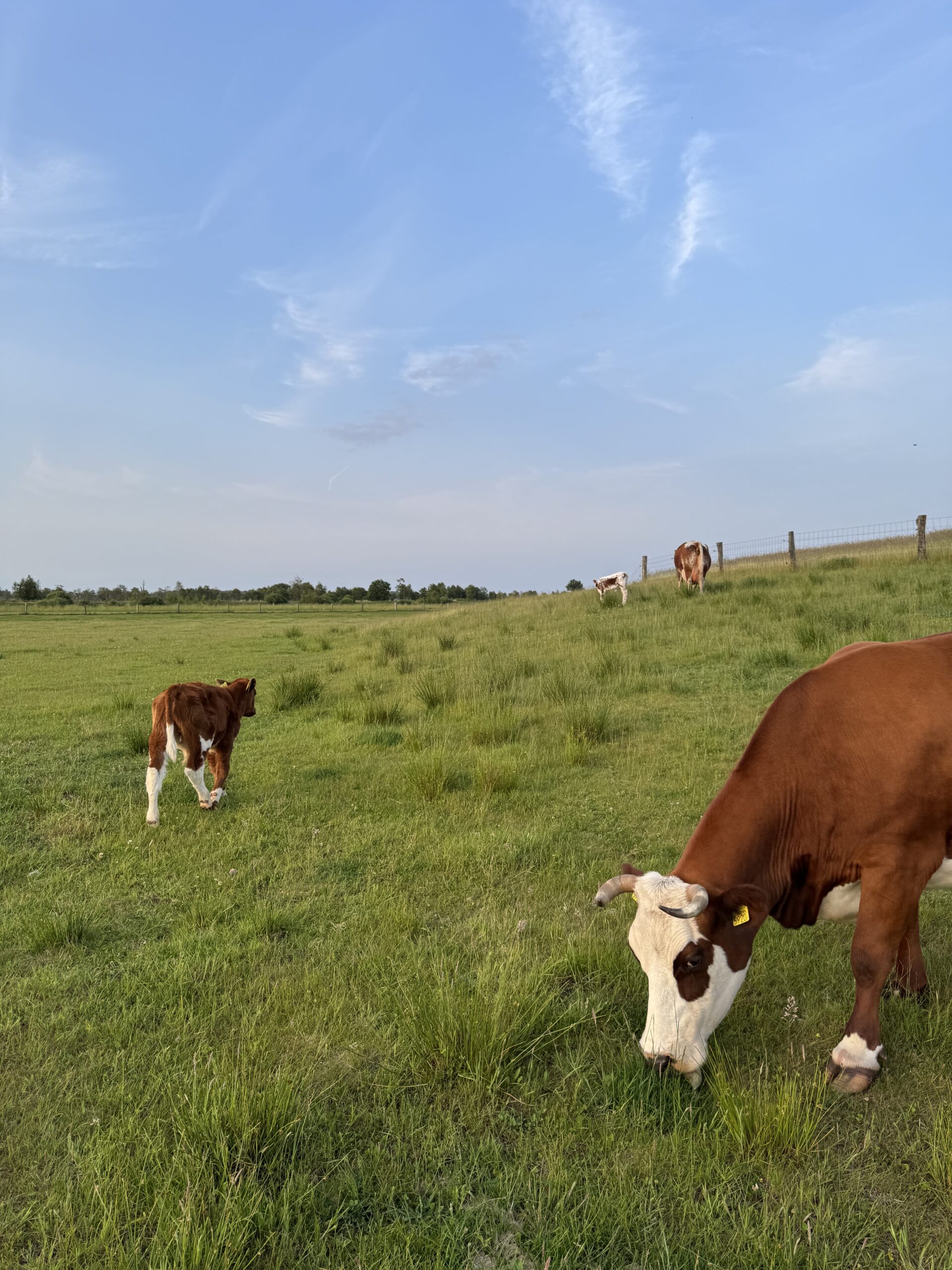 Sfeerafbeelding omgeving restaurant Wollegras