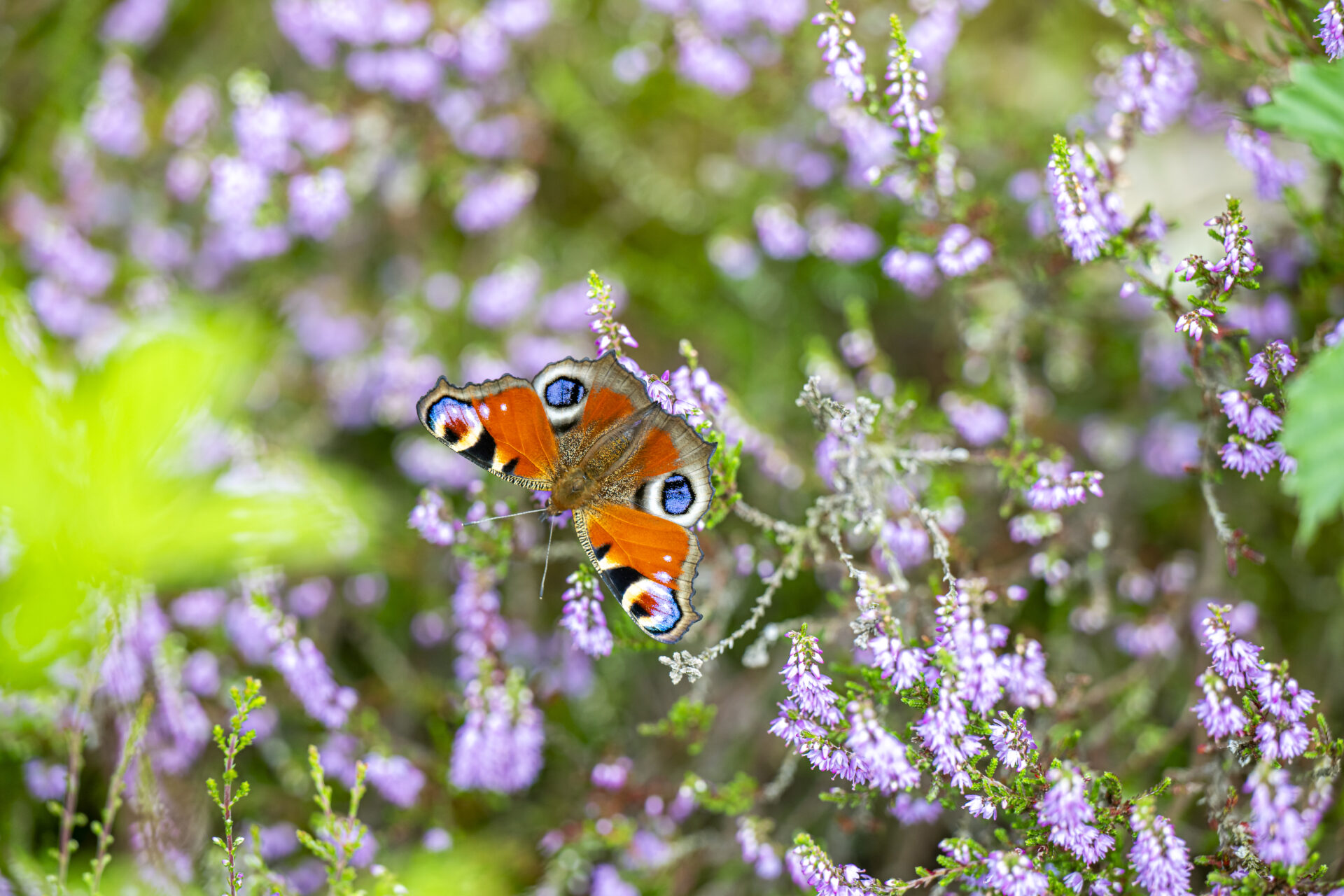 Sfeerafbeelding Emmerdennen bos